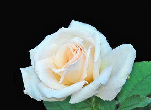 Ivory Tower photo it2013_09040018_zpsc56d8fc4.jpg